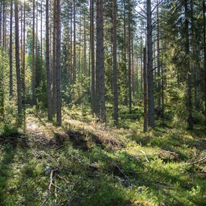 Callans Trä är miljöcertifierade enligt både FSC och PEFC