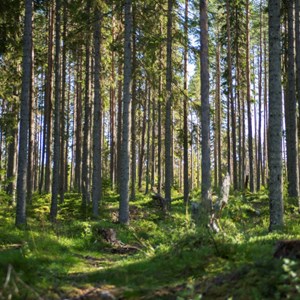 Vår skog – klimaträddaren alla kategorier