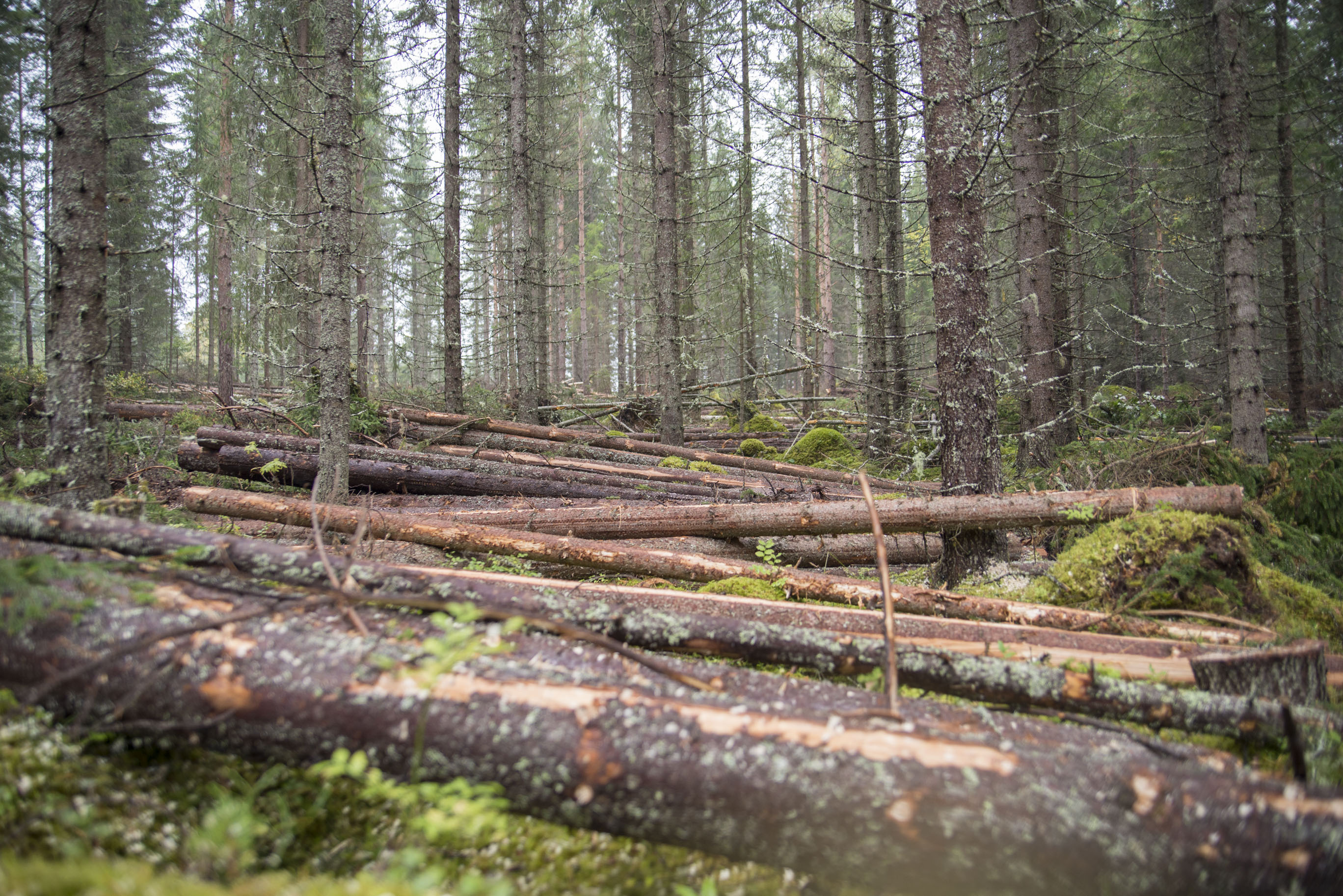 <p class='slider-font'><strong></strong><br></p>