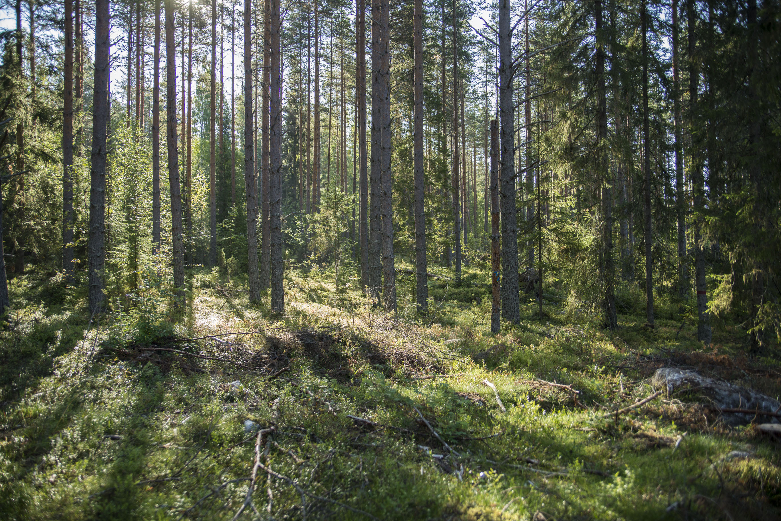 Callans Trä är miljöcertifierade enligt både FSC och PEFC