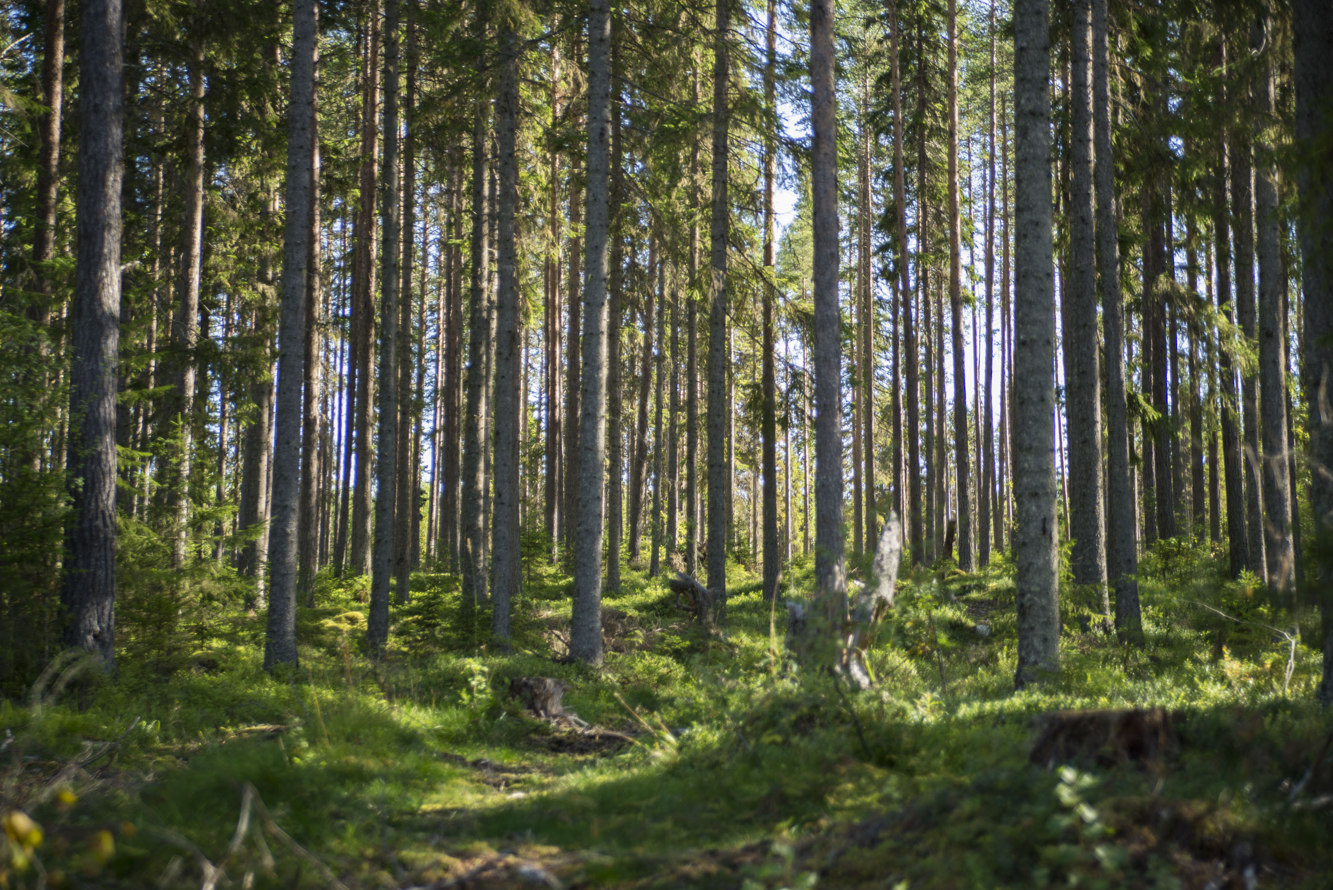 En tydlig seger för skogsägare