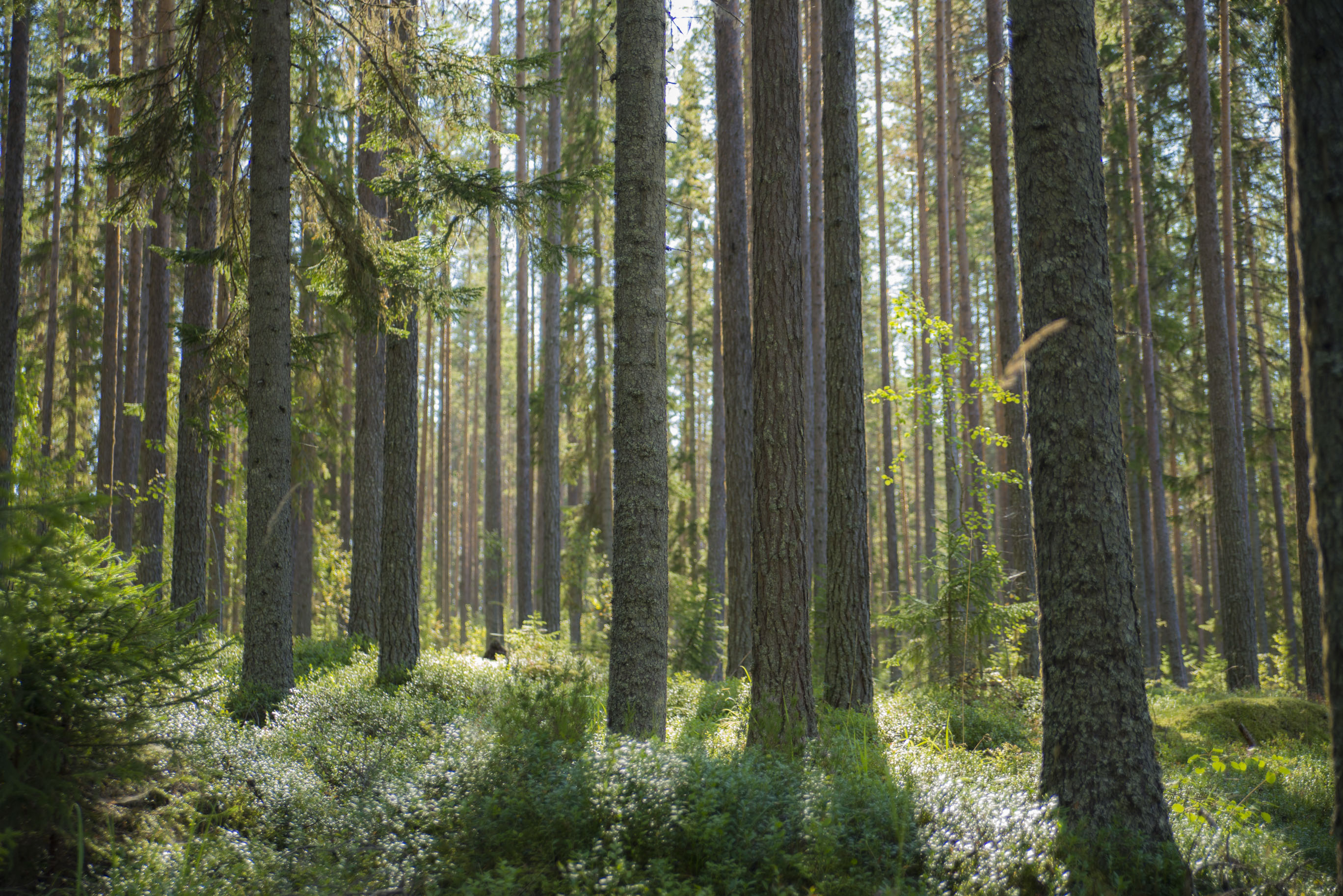 <p class='slider-font'><strong></strong><br></p>