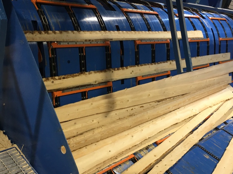 Granbarkborre sågat