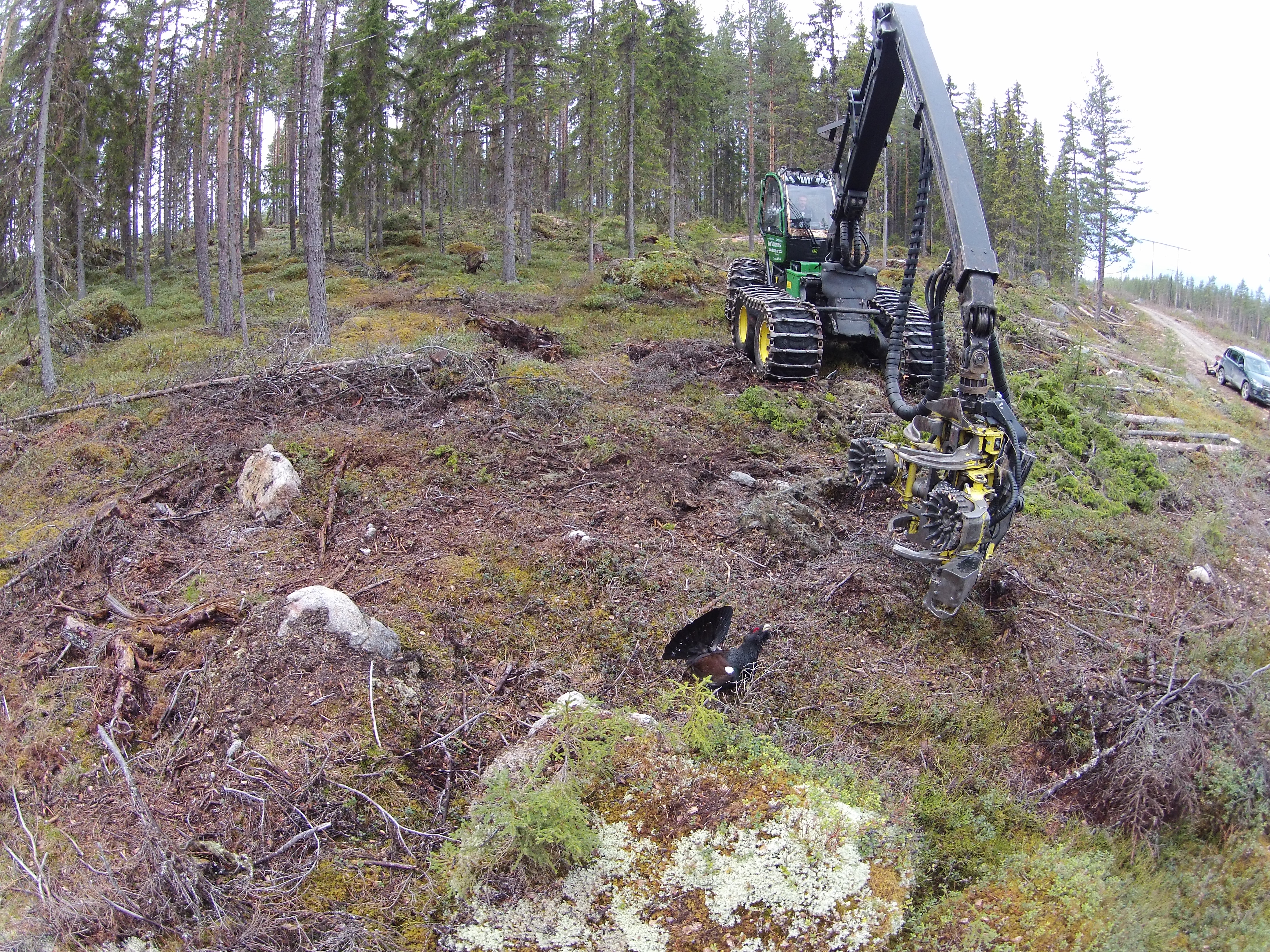 Extremt torrt i skog och mark